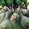 Copiapoa _cinerea_ ssp.cinerea _GC305.01_ 03